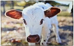 Sublimation Dornier Rug